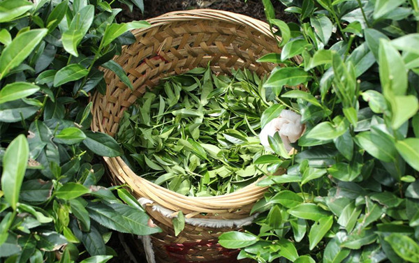 茶葉
