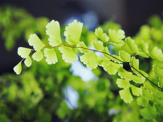 綠色植物