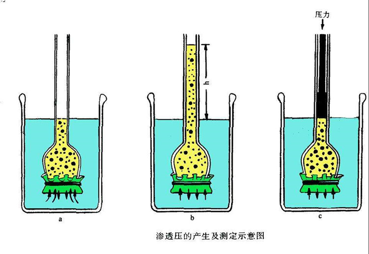 滲透壓法測(cè)定數(shù)均