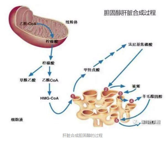 膽固醇合成過程