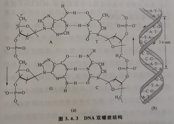 雙螺旋結(jié)構(gòu)